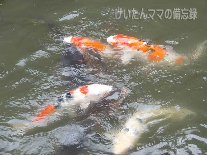 北島国造館　亀の尾の滝