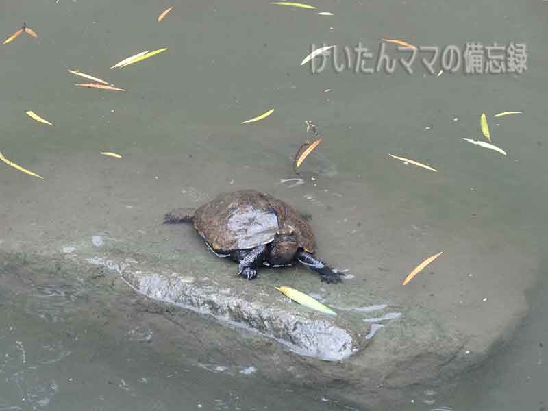 北島国造館　亀の尾の滝