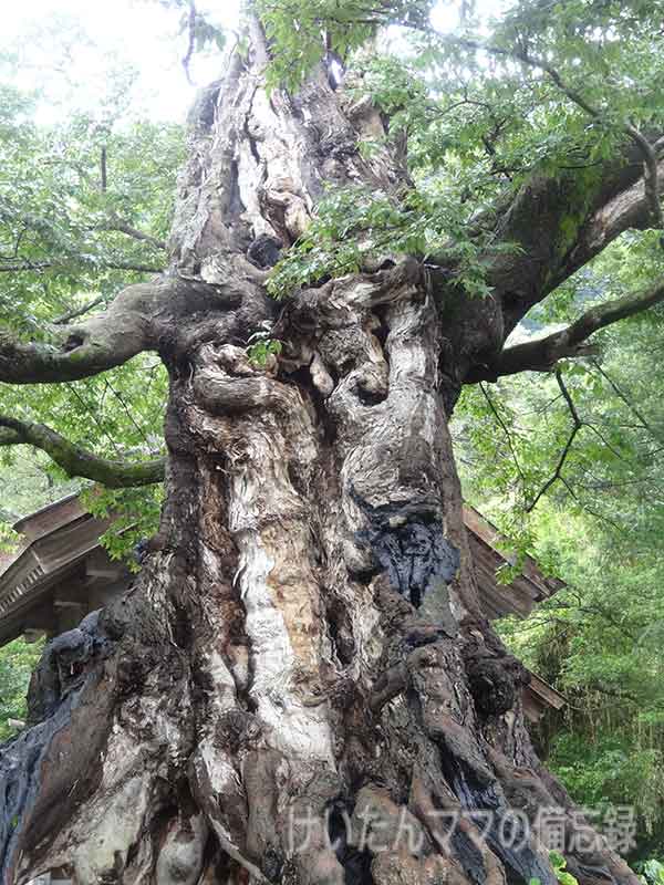 命主社のムクノキの大木